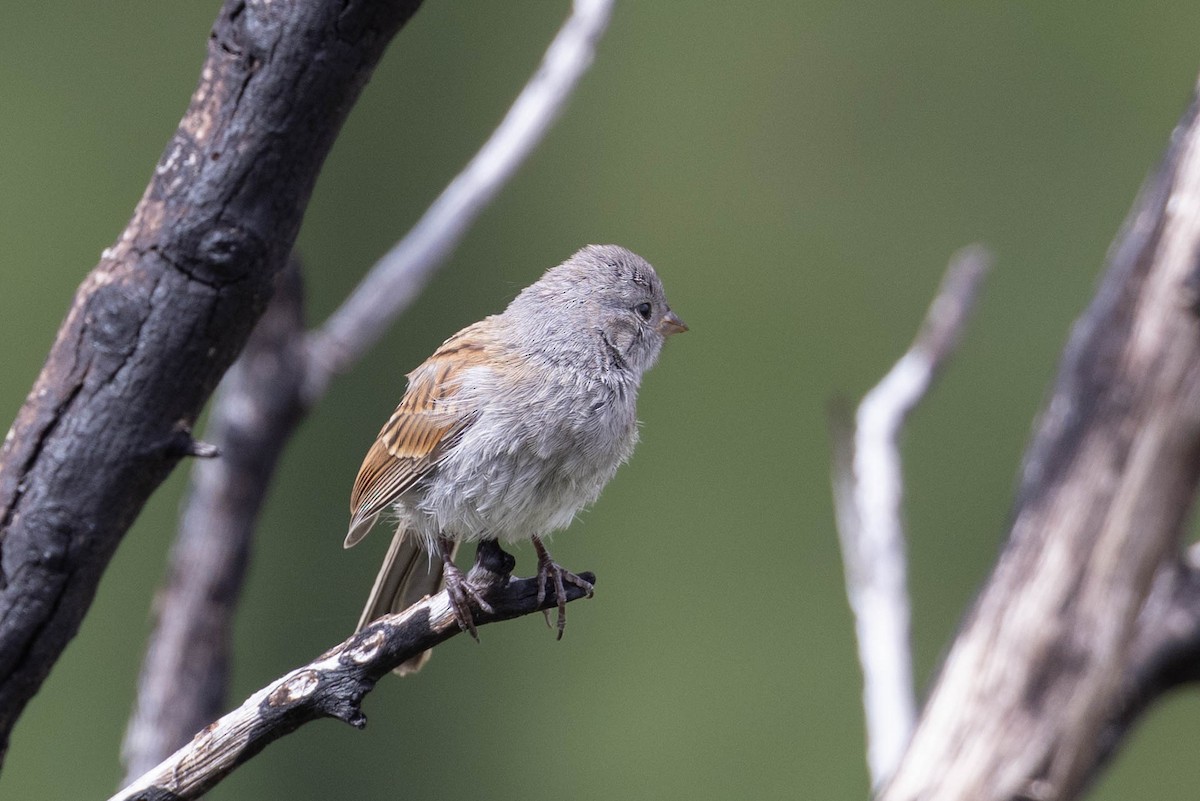 Black-chinned Sparrow - Linda McNulty