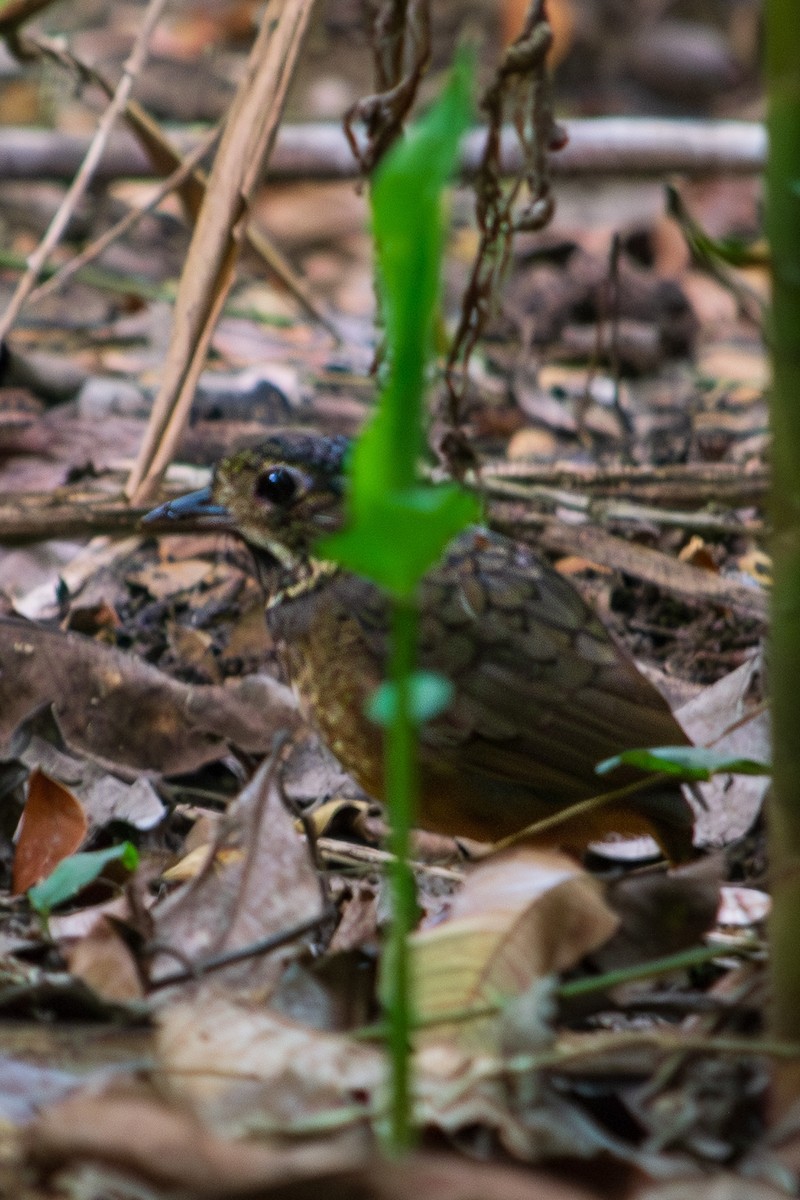 Scaled Antpitta - Jorge Baquero