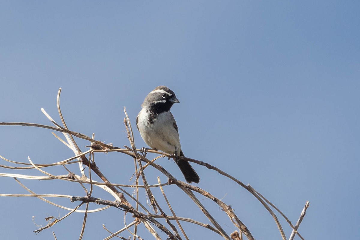 Black-throated Sparrow - Linda McNulty