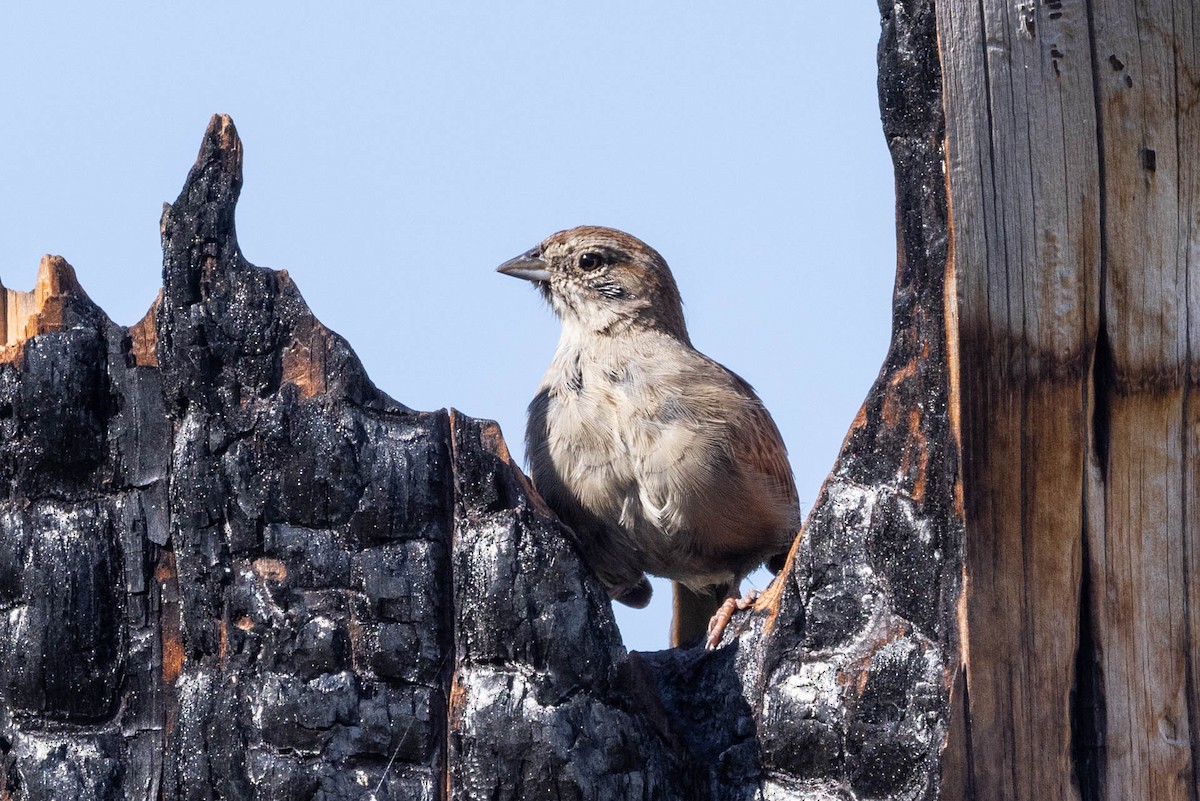 Rufous-crowned Sparrow - Linda McNulty