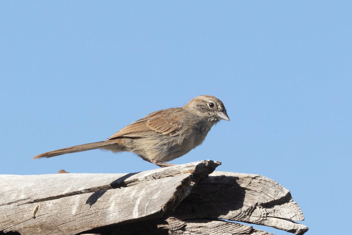 Rufous-crowned Sparrow - Linda McNulty