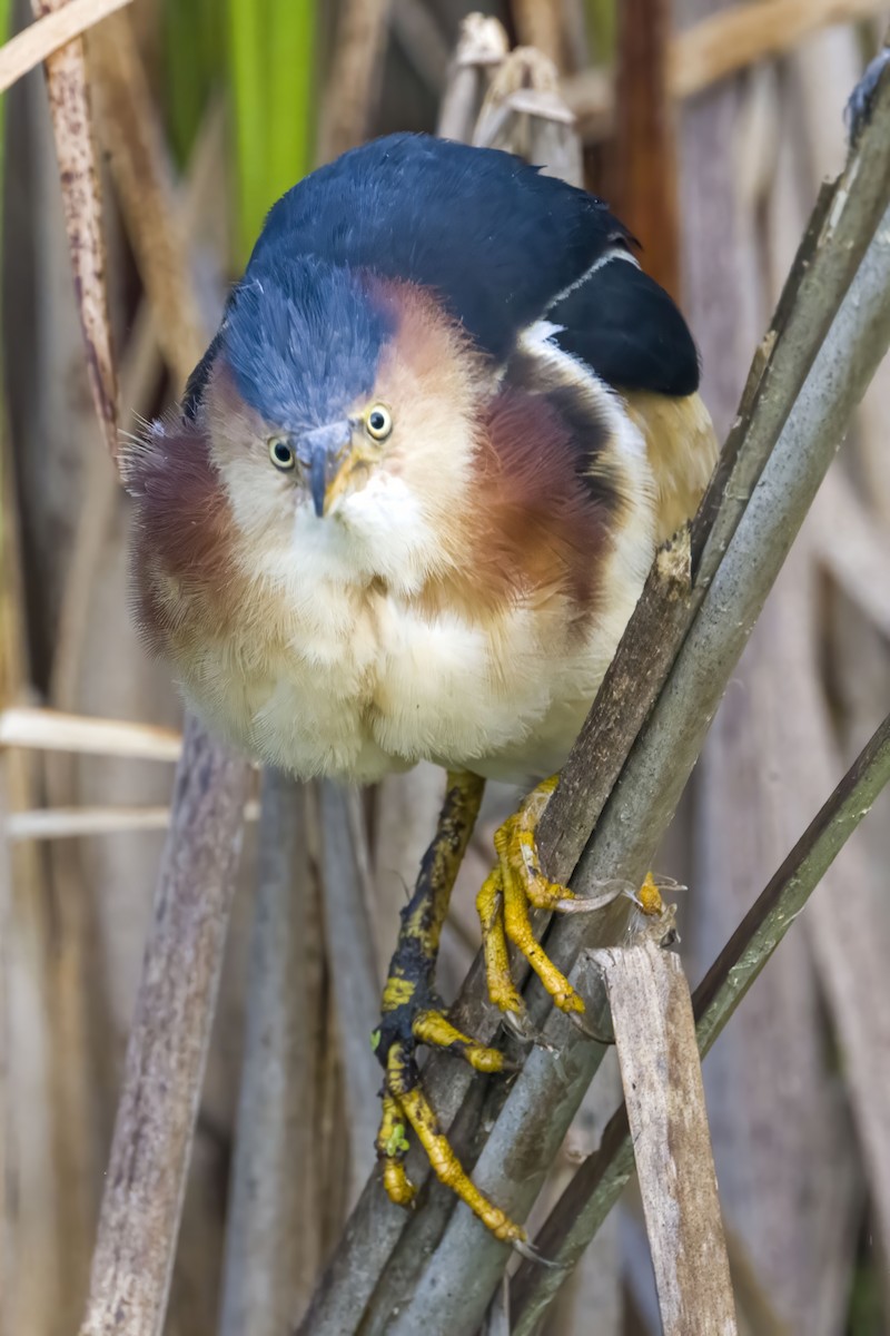 Least Bittern - ML602263941