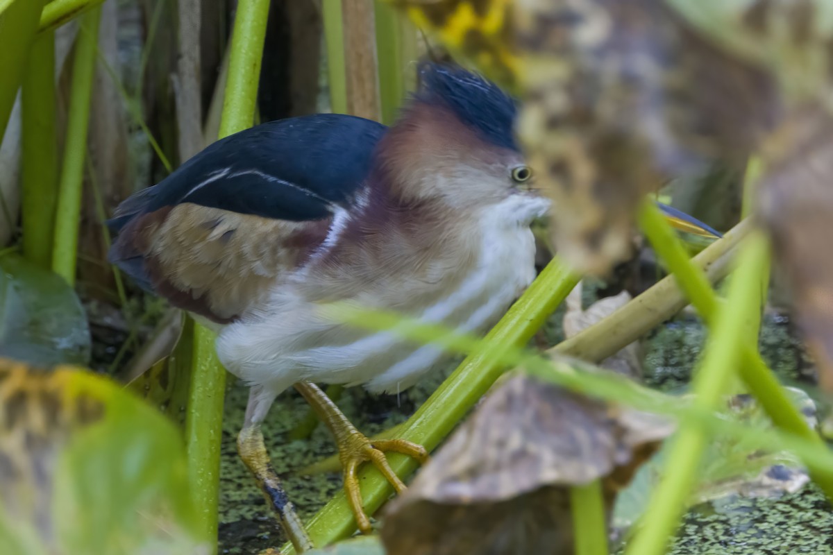 Least Bittern - ML602263991