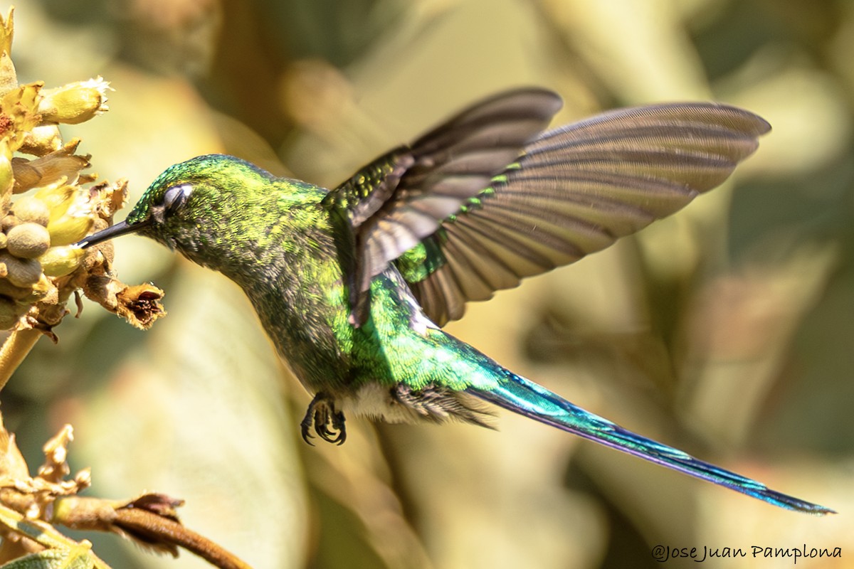 Long-tailed Sylph - ML602264471