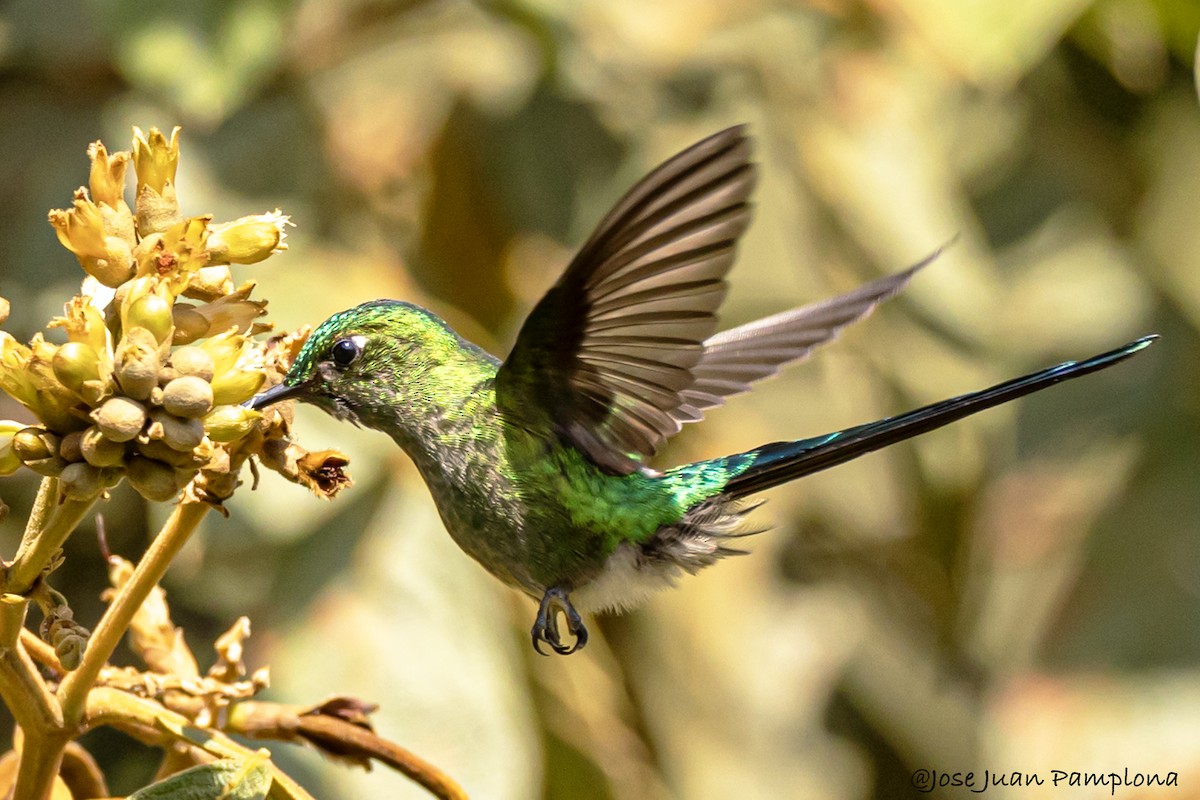 Long-tailed Sylph - ML602264481