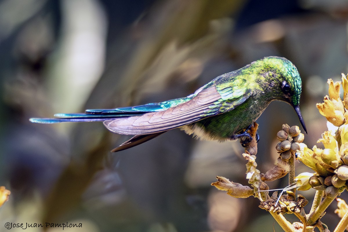 Long-tailed Sylph - ML602264491