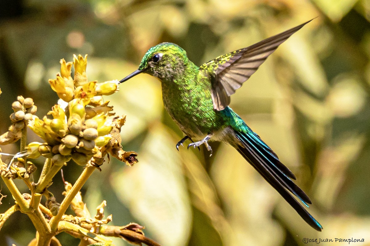 Long-tailed Sylph - ML602264501