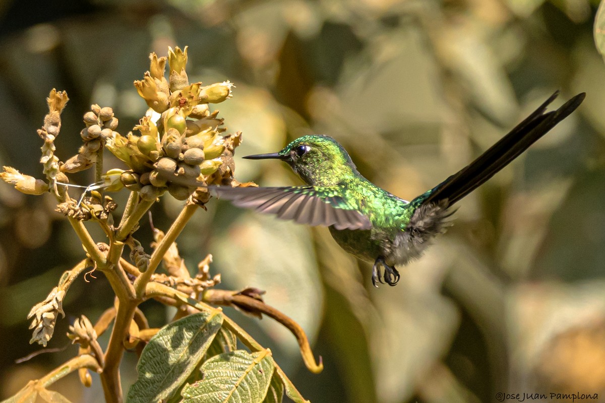 Long-tailed Sylph - ML602264511