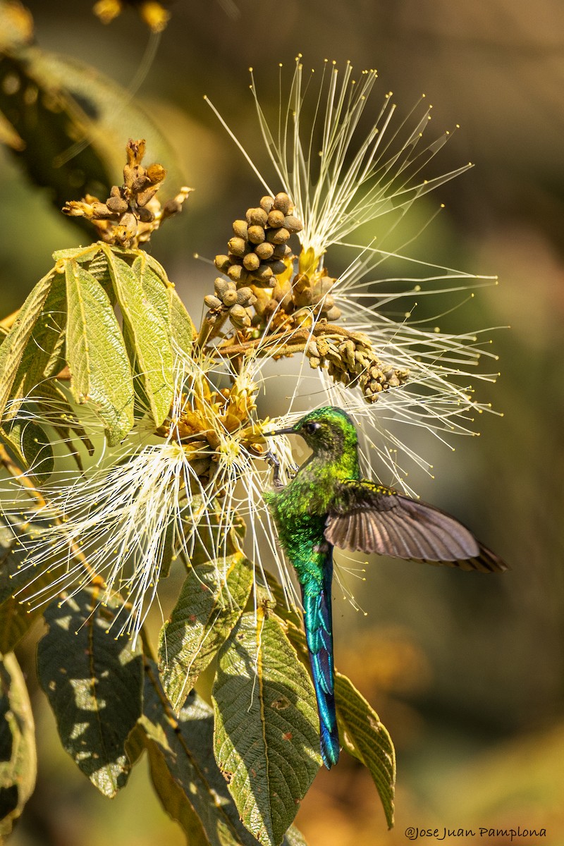 Long-tailed Sylph - ML602264531