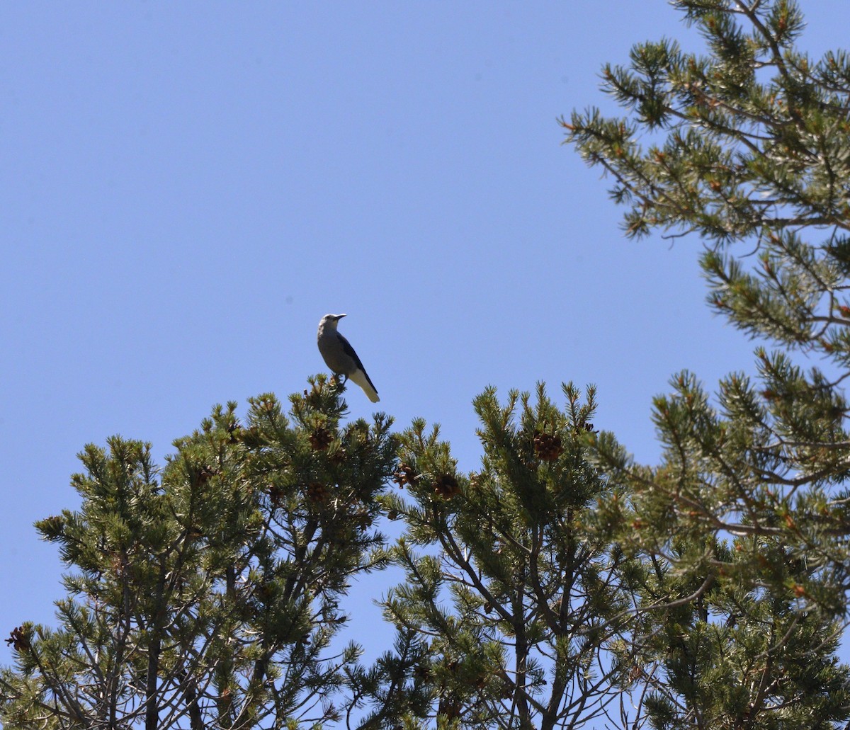 Clark's Nutcracker - ML602268881