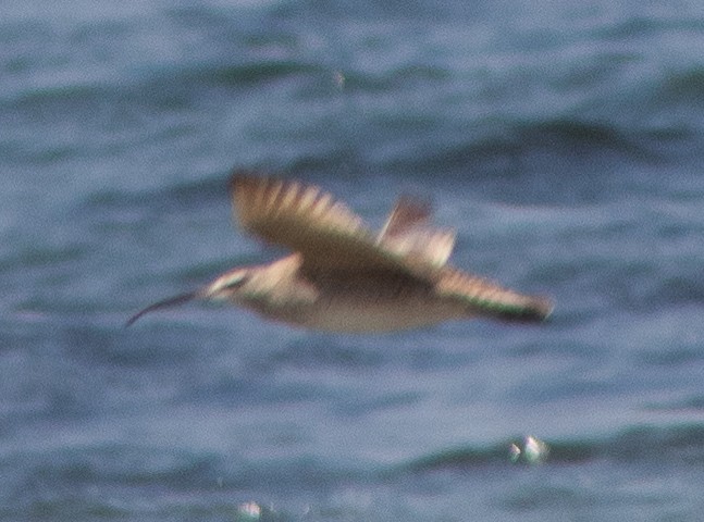 Whimbrel - ML602269201