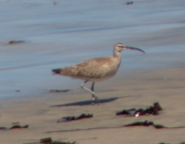 Whimbrel - ML602269211