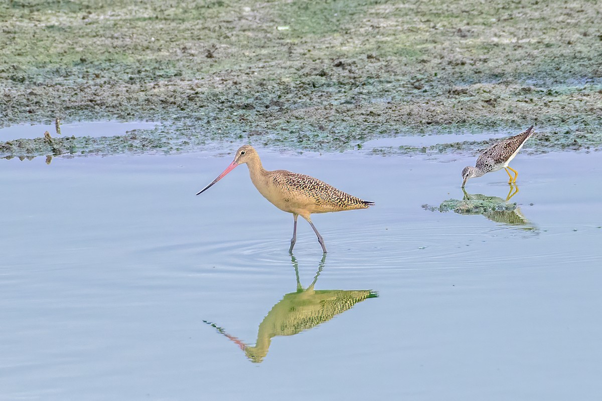 Marbled Godwit - ML602269261