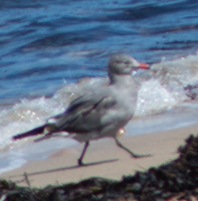 Gaviota Mexicana - ML602269281