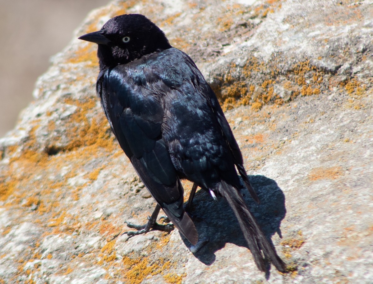 Brewer's Blackbird - ML602269301