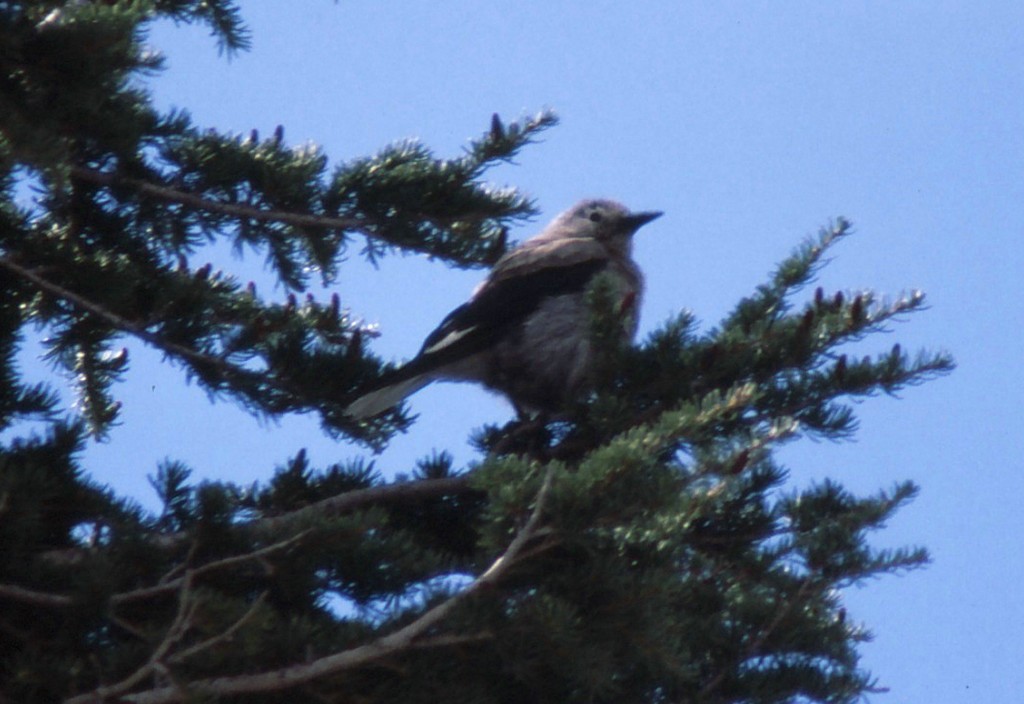 Clark's Nutcracker - ML60226951