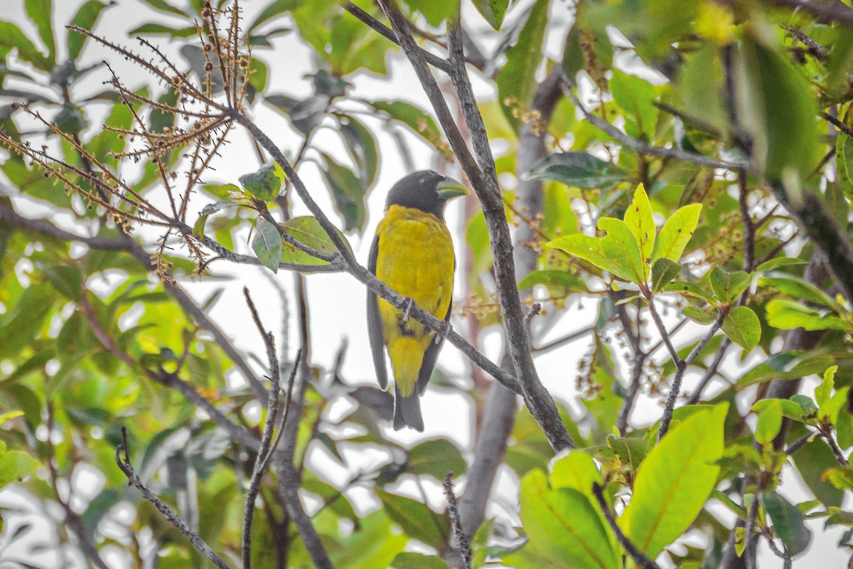 Hooded Grosbeak - ML602269631