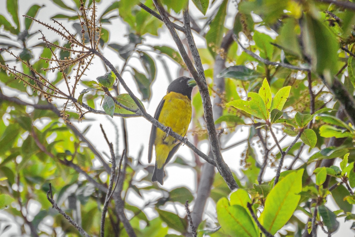 Hooded Grosbeak - ML602269641