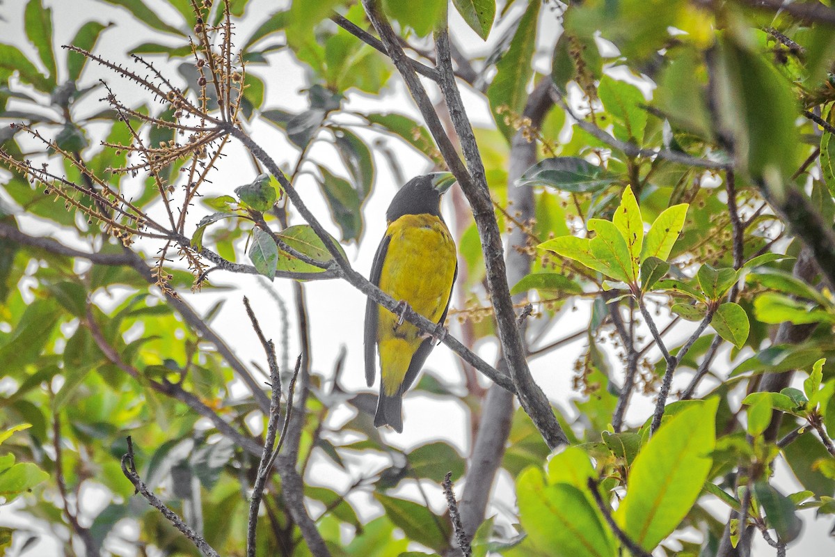 Hooded Grosbeak - ML602269651