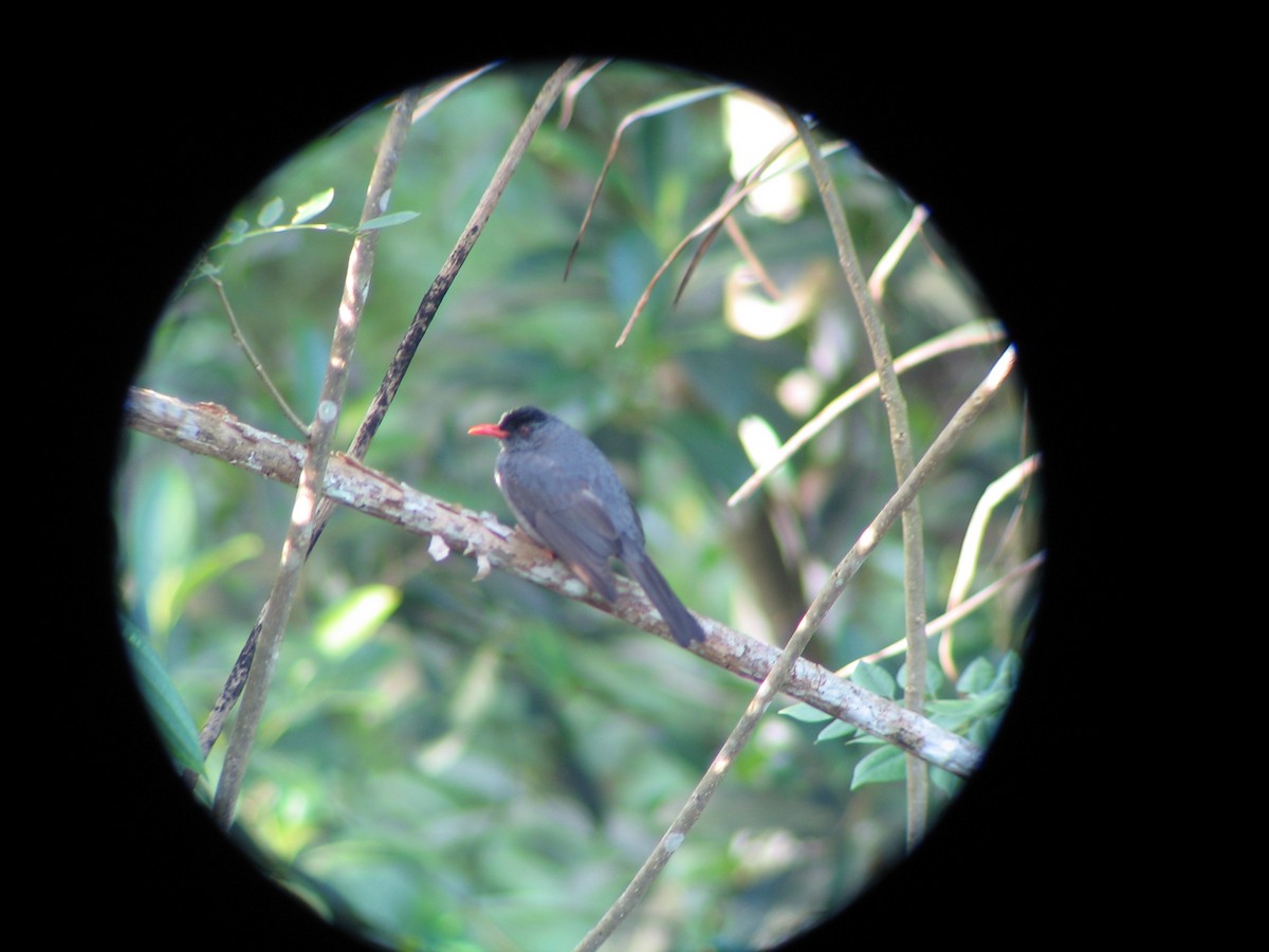 Square-tailed Bulbul - ML602270061