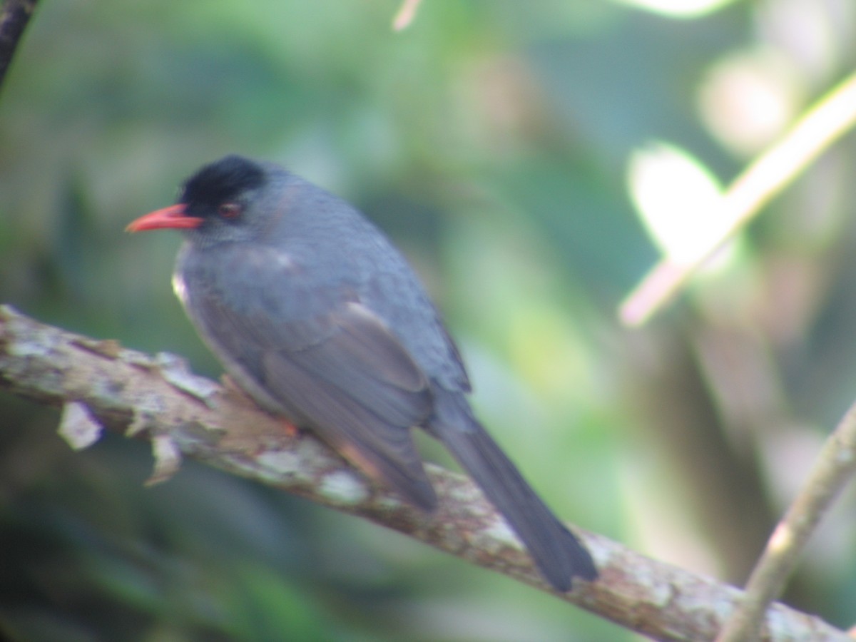 Square-tailed Bulbul - ML602270081