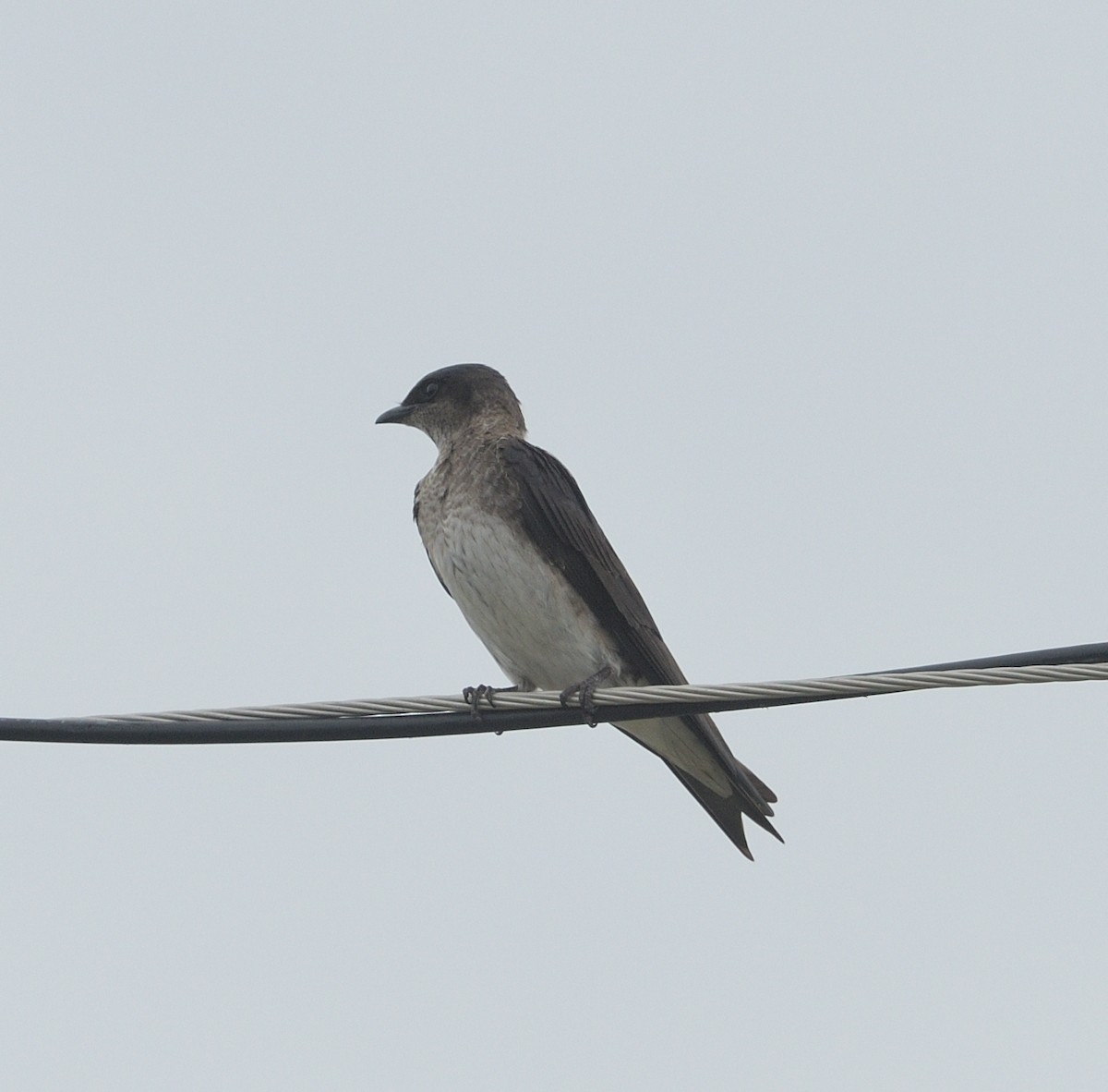Purple Martin - ML602272141