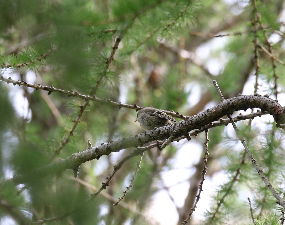 Goldcrest - ML602273311