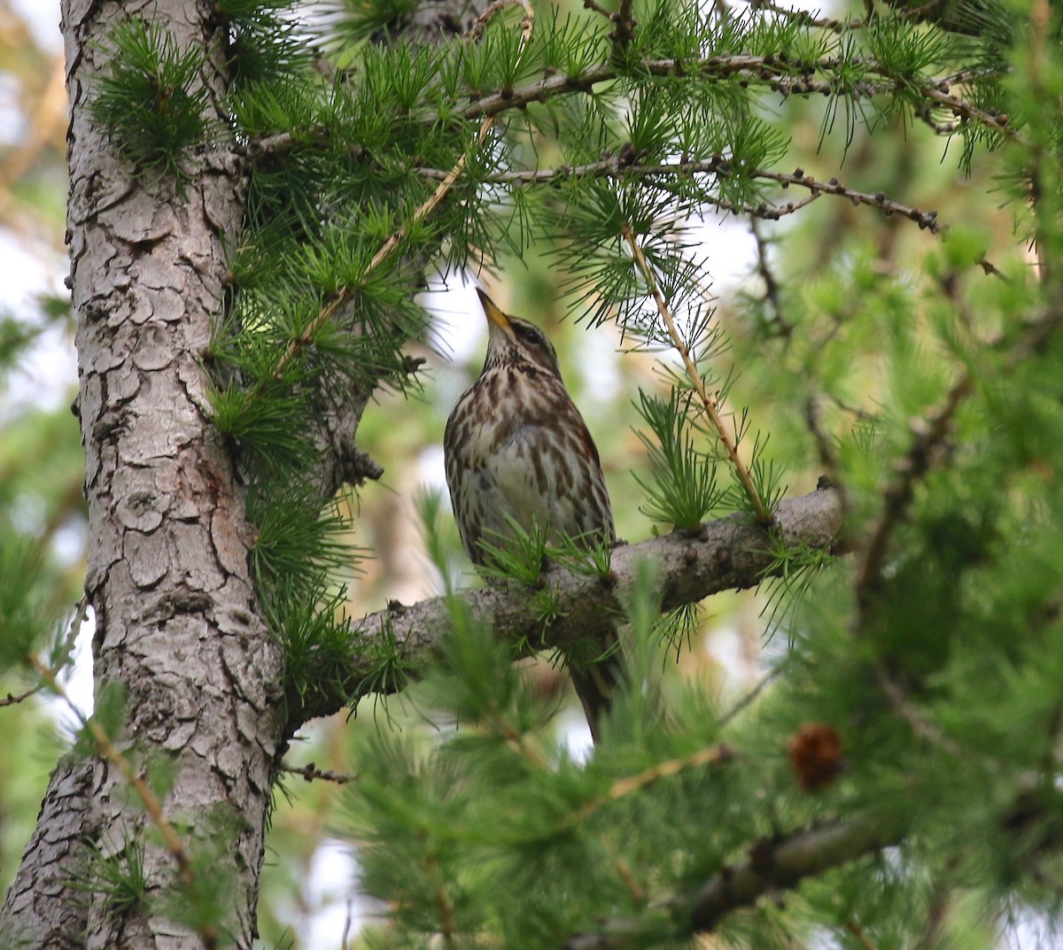 Redwing - ML602273471