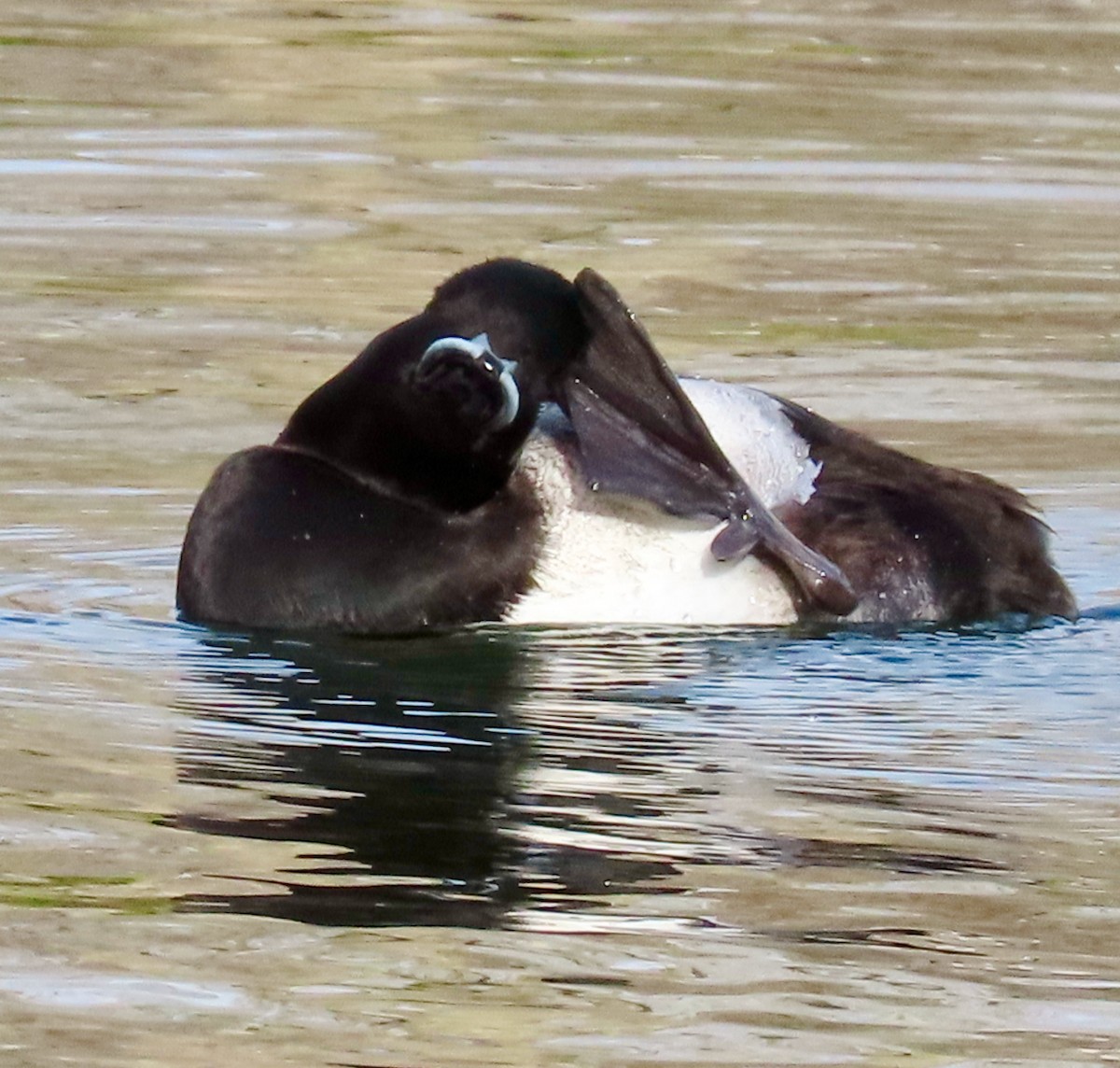 Ring-necked Duck - ML602273931