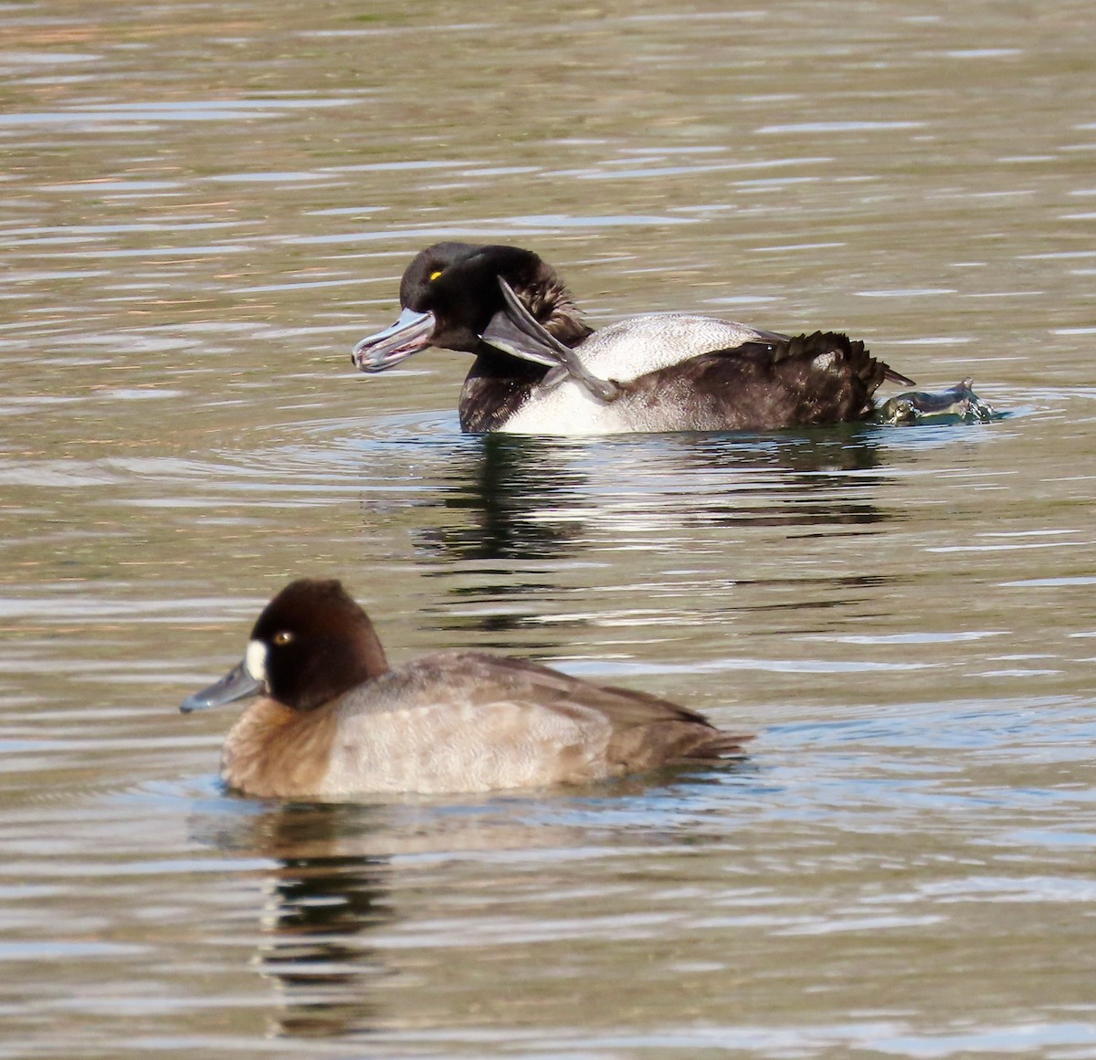 Ring-necked Duck - ML602273941