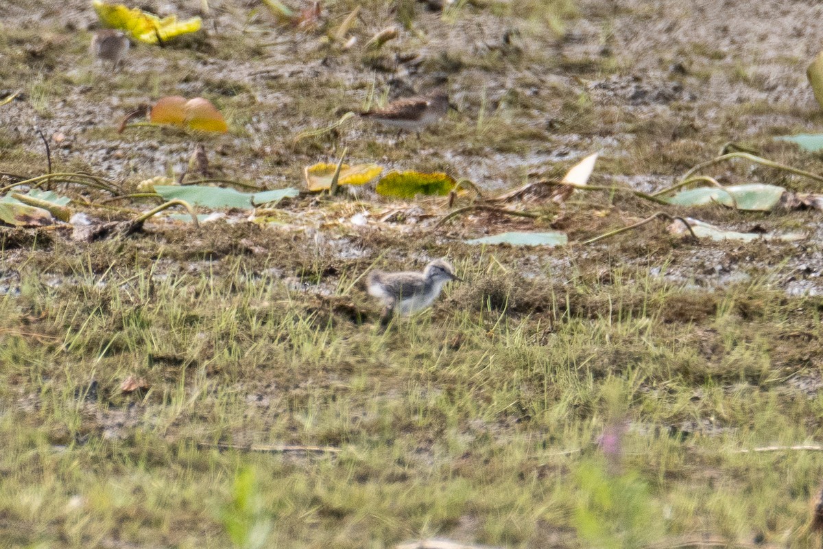 Spotted Sandpiper - ML602274431