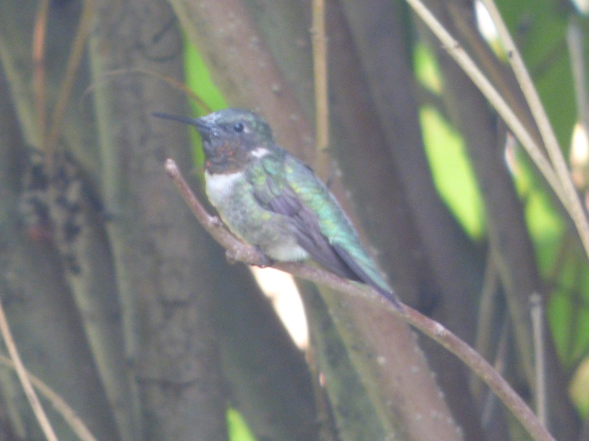Ruby-throated Hummingbird - ML602274601