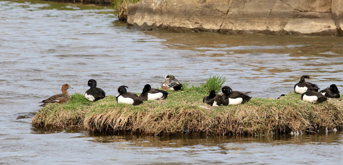 American Wigeon - ML602275011