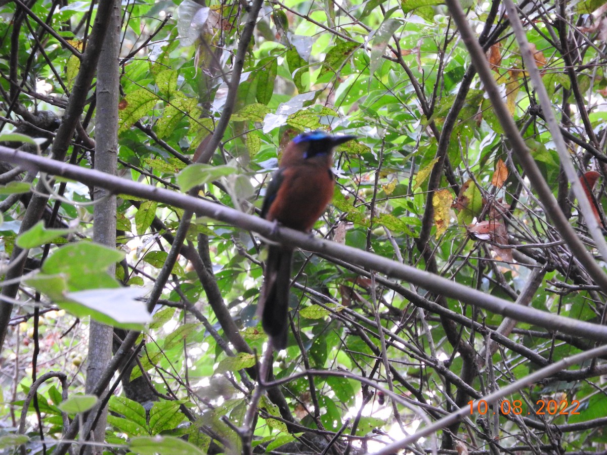 Andean Motmot - Nicol Julieth R. Urrea