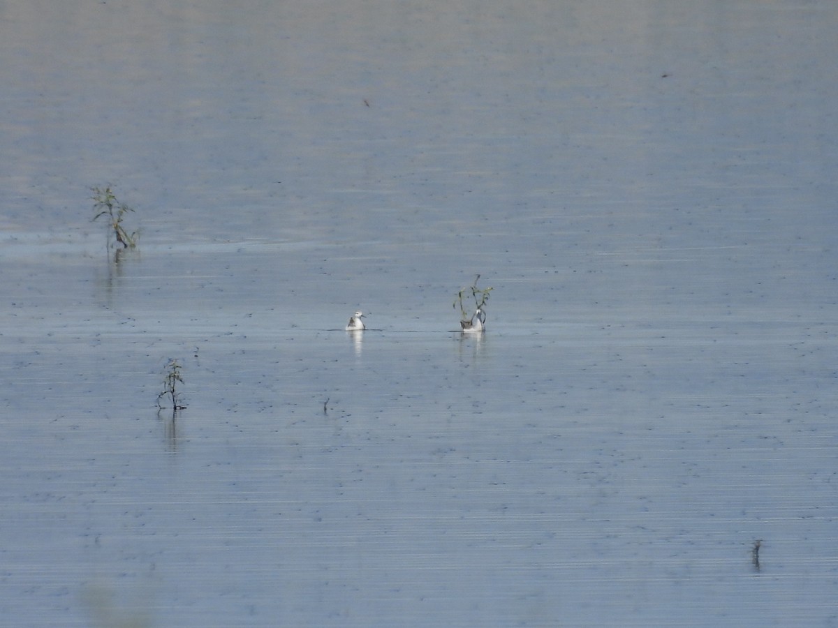 Wilson's Phalarope - ML602276091