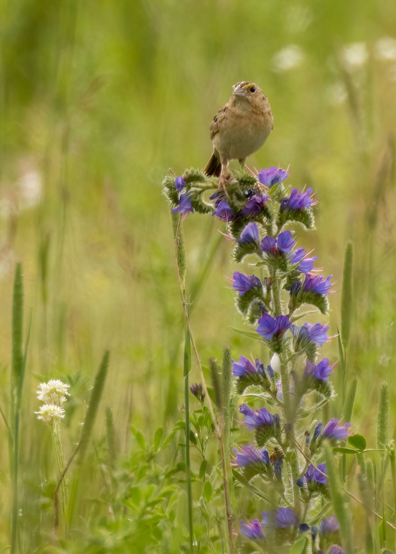 Grasshopper Sparrow - ML602276111