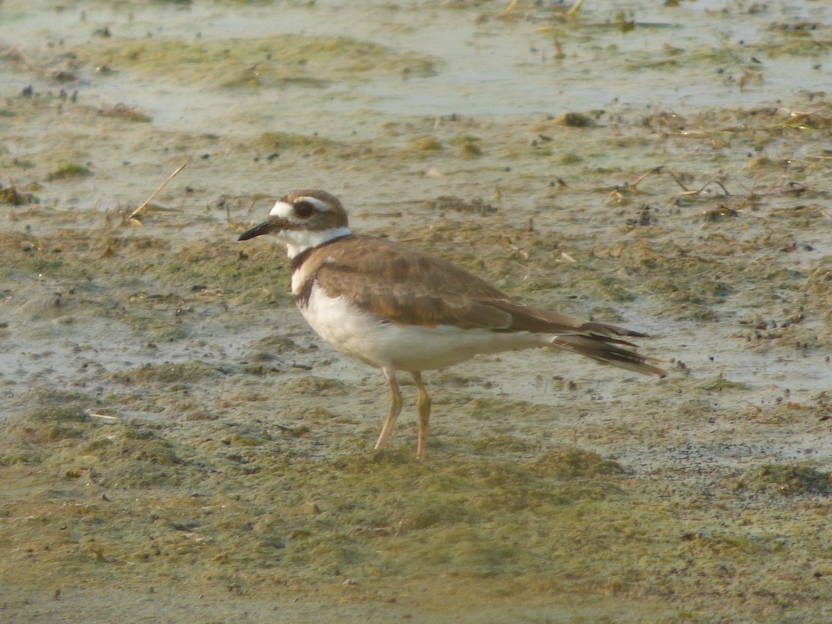 Killdeer - Michael O’Sullivan