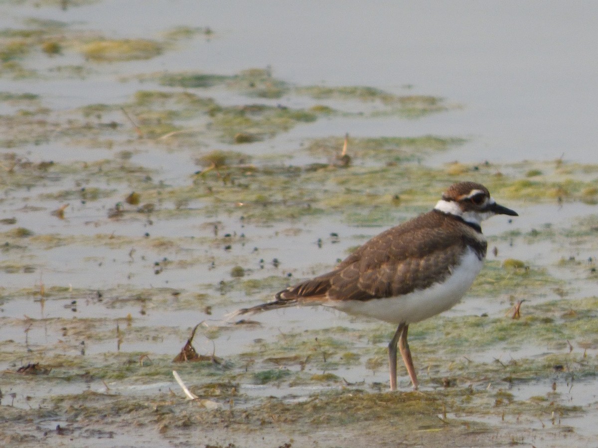 Killdeer - Michael O’Sullivan