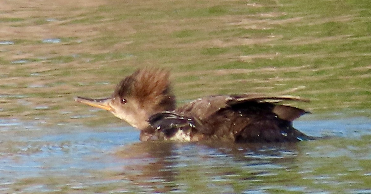 Hooded Merganser - ML602277251