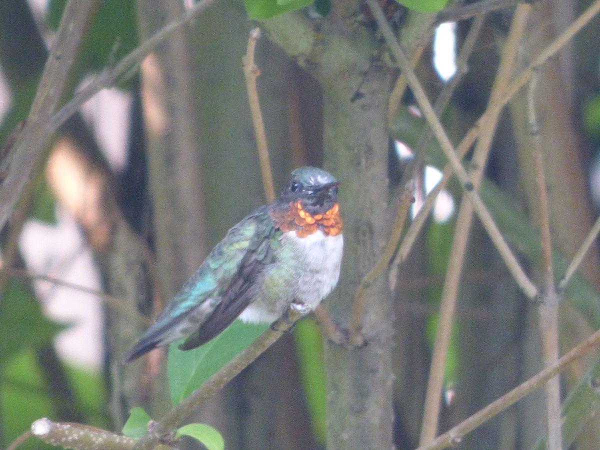 Ruby-throated Hummingbird - ML602278191