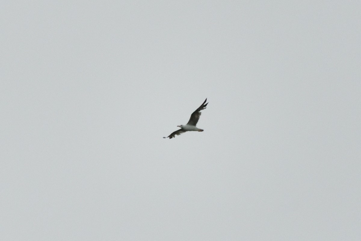 Lesser Black-backed Gull - ML602278211