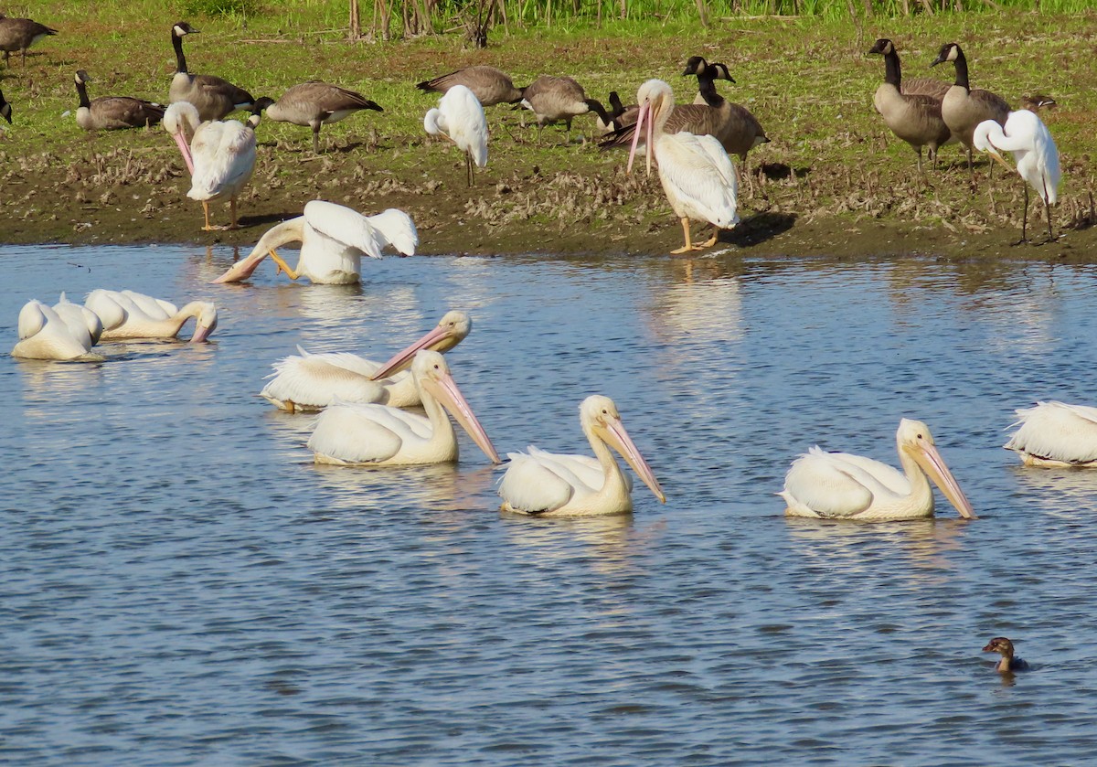 American White Pelican - Leslie Schweitzer