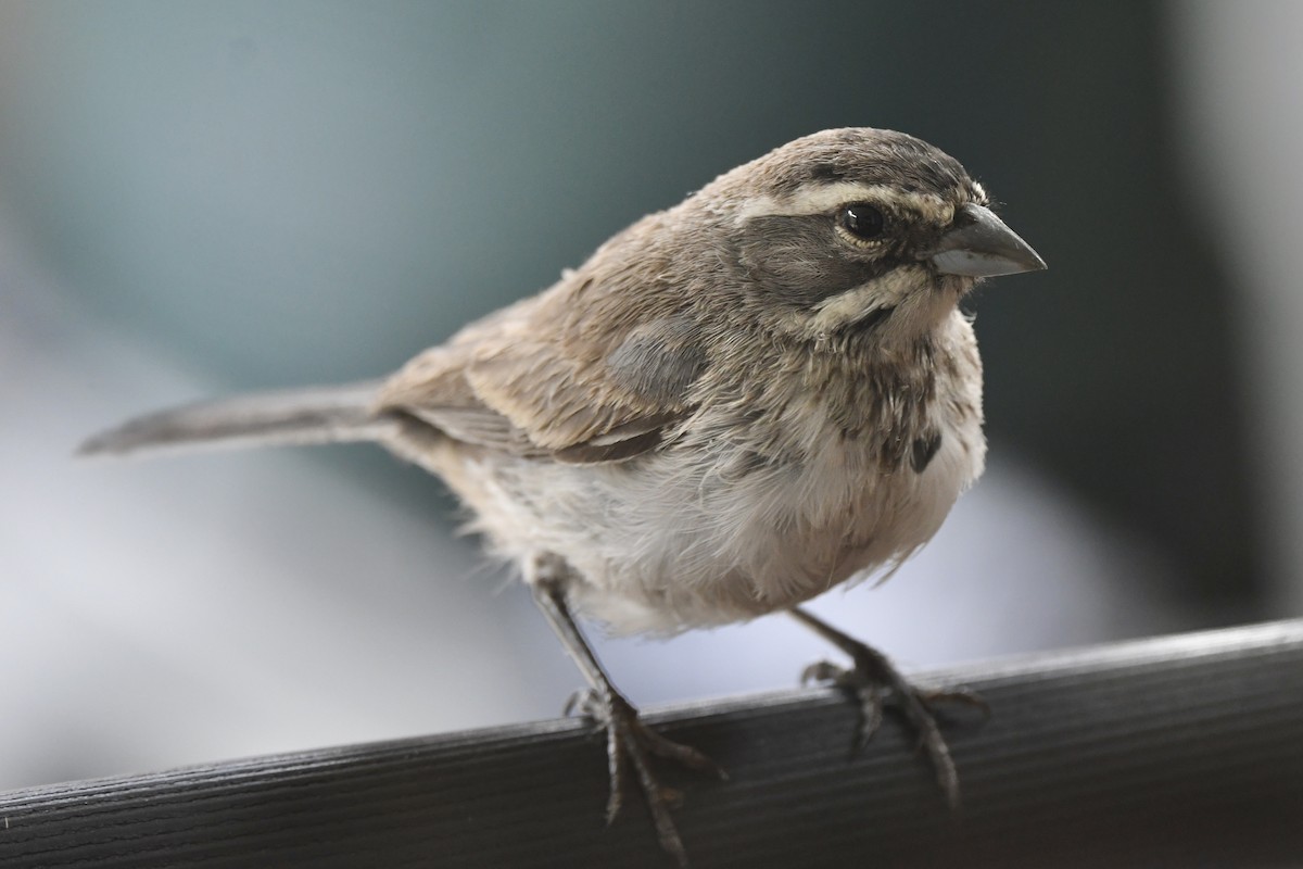 Black-throated Sparrow - Loren Wright