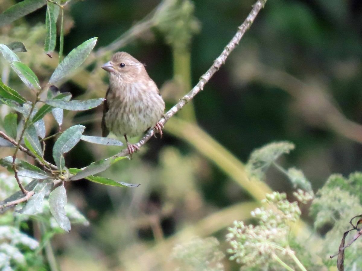 Purple Finch - ML602280111