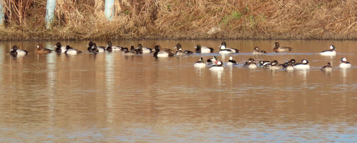 Bufflehead - ML602280311