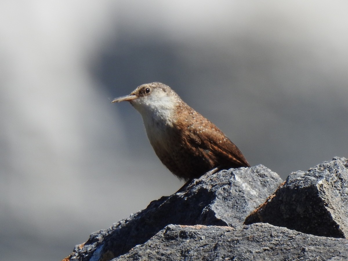 Canyon Wren - ML602280601