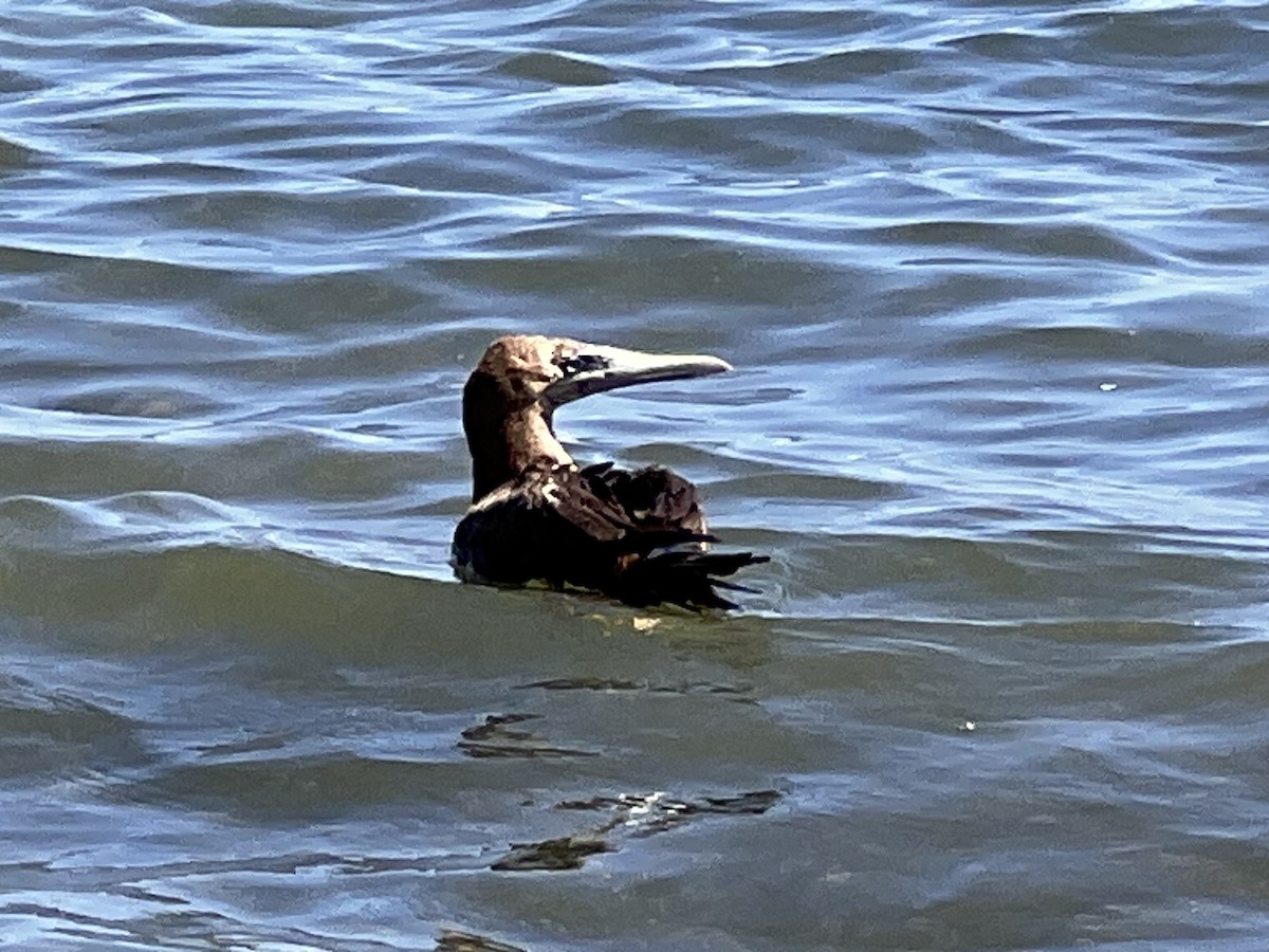 Brown Booby - ML602280871