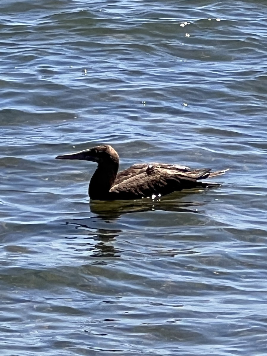 Brown Booby - ML602280881