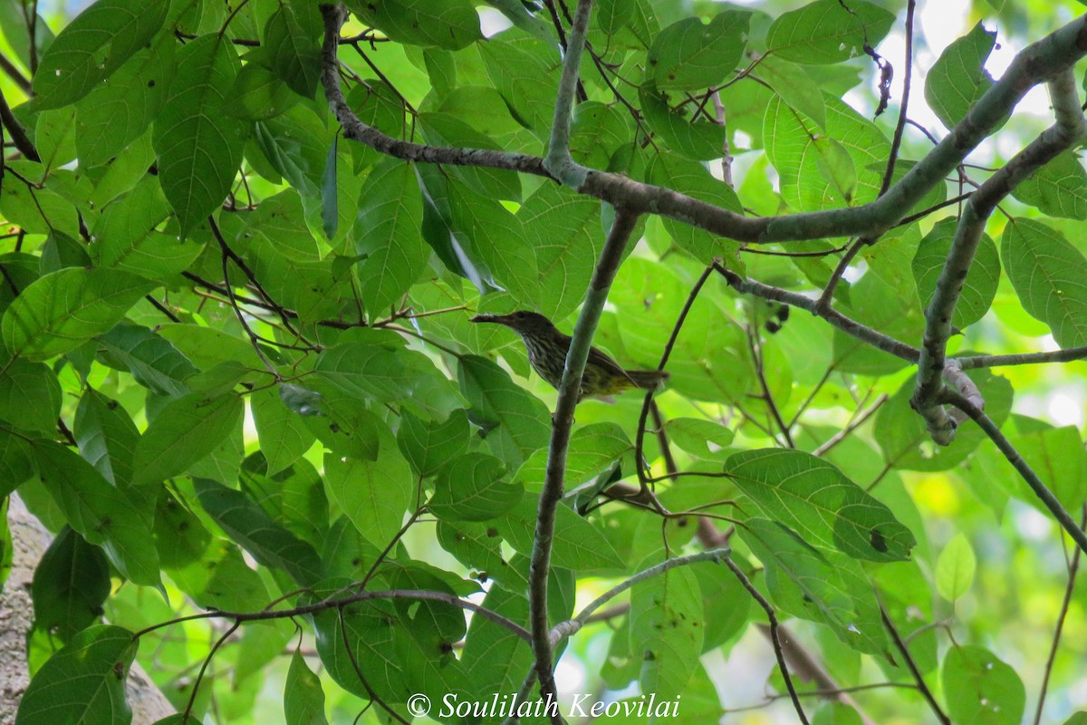 Purple-naped Spiderhunter - ML602280951