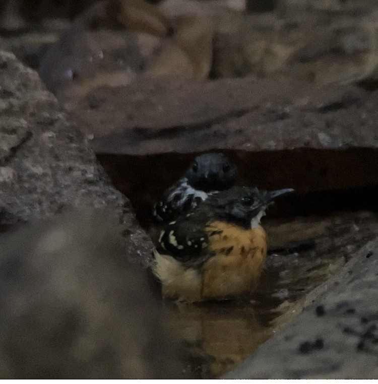 Spot-backed Antbird - ML602282211